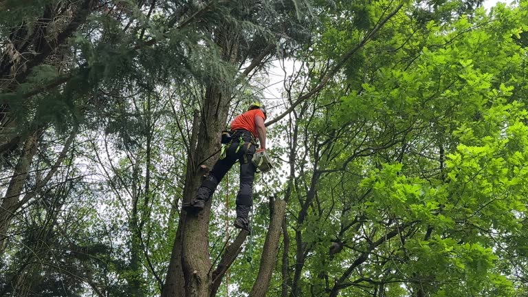 Best Stump Grinding and Removal  in Sharon Center, OH